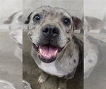 DAHLIA - Female American Pit Bull Terrier-Unknown Mix Dog for Adoption - Small photo