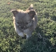 Small Photo #10 Chihuahua Puppy For Sale in CHARLESTON, SC, USA