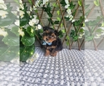 Small #3 Morkie-Yorkshire Terrier Mix