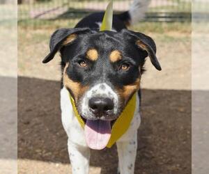 American Staffordshire Terrier-Unknown Mix Dogs for adoption in San Antonio, TX, USA