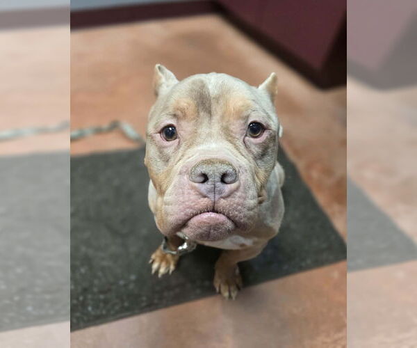 Medium Photo #2 Mutt Puppy For Sale in Spotsylvania, VA, USA