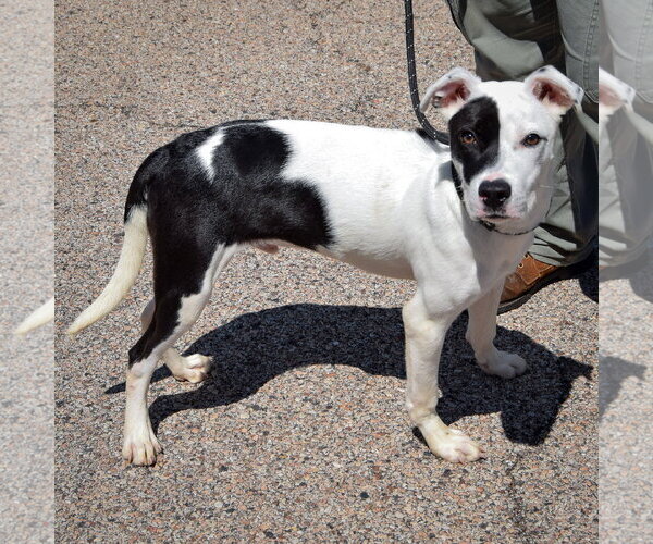 Medium Photo #2 American Staffordshire Terrier-Boxer Mix Puppy For Sale in Huntley, IL, USA