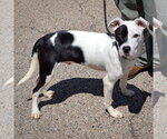 Small #1 American Staffordshire Terrier-Boxer Mix