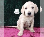 Puppy 4 Labradoodle