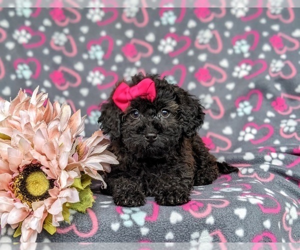 Medium Photo #6 Havanese-Poodle (Toy) Mix Puppy For Sale in LEOLA, PA, USA