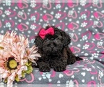 Small #5 Havanese-Poodle (Toy) Mix
