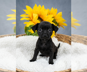Chihuahua-Unknown Mix Dogs for adoption in Vail, AZ, USA