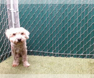 Poodle (Miniature) Dogs for adoption in Downey, CA, USA