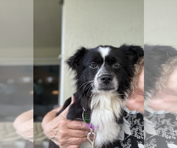 Medium Photo #1 Papillon-Unknown Mix Puppy For Sale in Royal Palm Beach, FL, USA
