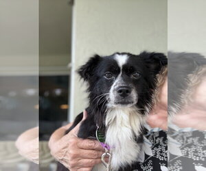 Papillon-Unknown Mix Dogs for adoption in Royal Palm Beach, FL, USA