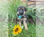 Small Photo #22 German Shepherd Dog Puppy For Sale in MILLERSTOWN, PA, USA