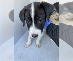 Border Collie-Unknown Mix Dogs for adoption in Houston, TX, USA
