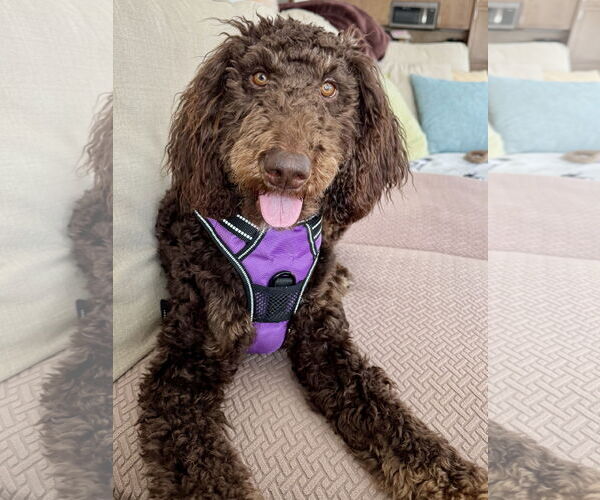 Medium Photo #1 Mutt Puppy For Sale in St. Louis Park, MN, USA