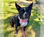 Small #1 American Pit Bull Terrier