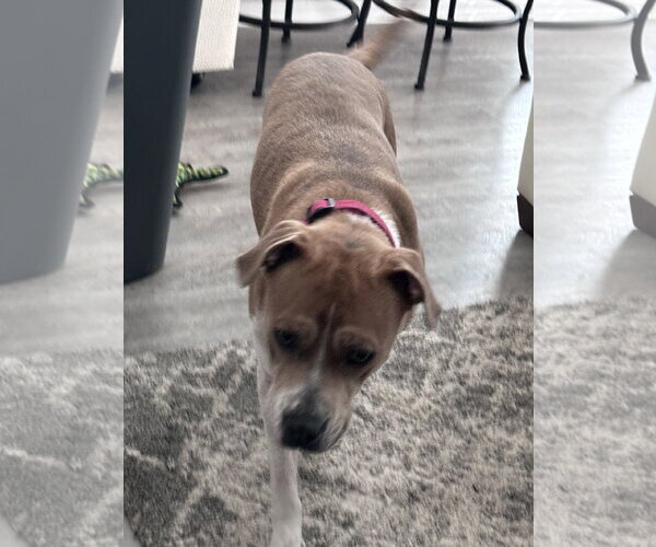 Medium Photo #3 Boxer-Unknown Mix Puppy For Sale in Chandler, AZ, USA