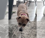 Small #2 Boxer Mix