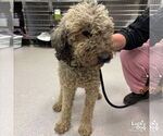 Small #1 Poodle (Standard) Mix