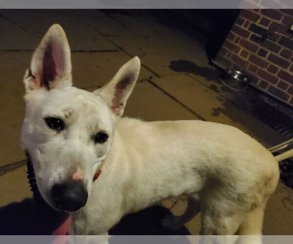 Medium Photo #7 Bull Terrier-Huskies  Mix Puppy For Sale in Winston Salem, NC, USA
