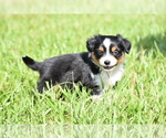 Small #3 Miniature Australian Shepherd