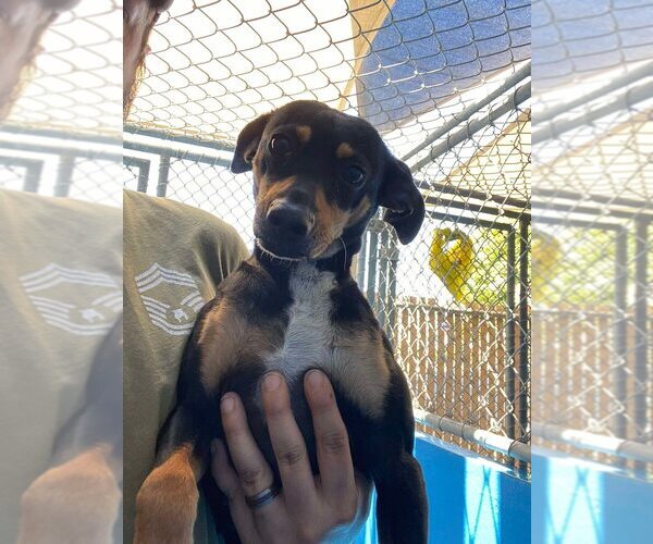 Medium Photo #1 Chipin Puppy For Sale in Calgary, Alberta, Canada