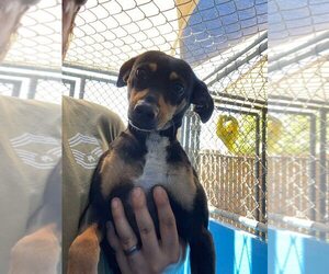 Chipin Dogs for adoption in Calgary, Alberta, Canada