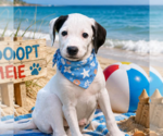 Small #1 Labrador Retriever