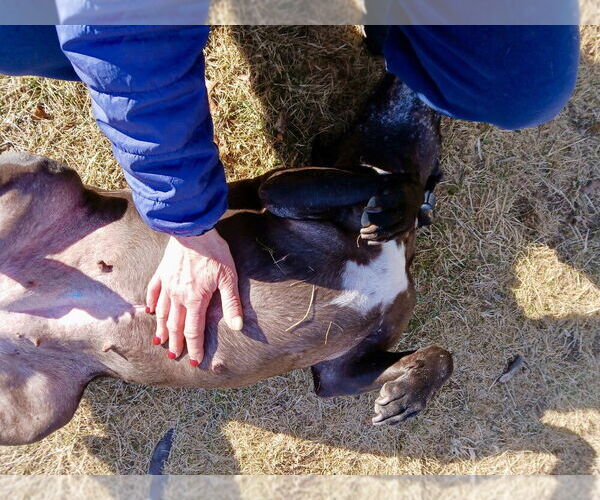 Medium Photo #15 American Staffordshire Terrier-Labrador Retriever Mix Puppy For Sale in Brewster, NY, USA