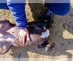 Small #14 American Staffordshire Terrier-Labrador Retriever Mix