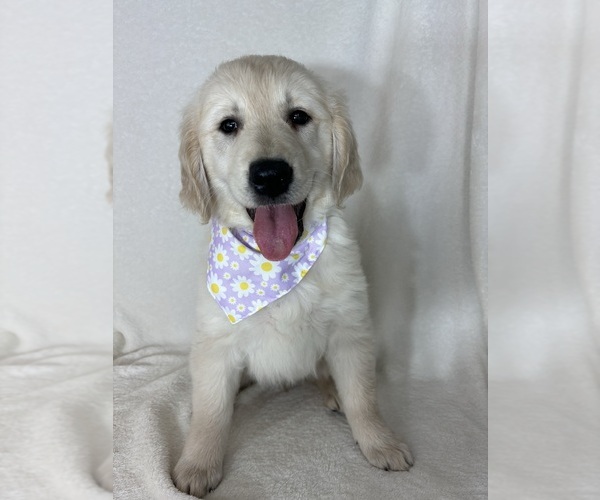 Medium Photo #2 English Cream Golden Retriever Puppy For Sale in GREENFIELD, IN, USA