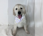 Small #1 English Cream Golden Retriever
