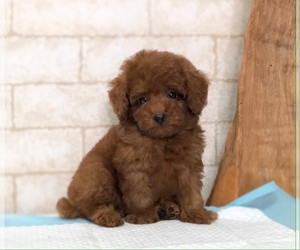 Poodle (Toy) Puppy for sale in SEATTLE, WA, USA