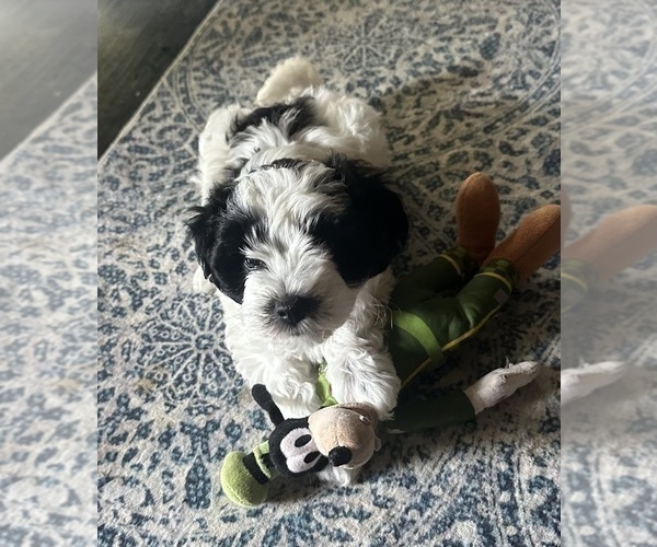Medium Photo #7 Schnoodle (Miniature) Puppy For Sale in GRAND RIVERS, KY, USA