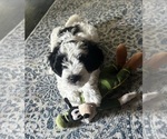 Puppy Charley Jr Schnoodle (Miniature)