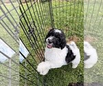 Small #12 Aussiedoodle