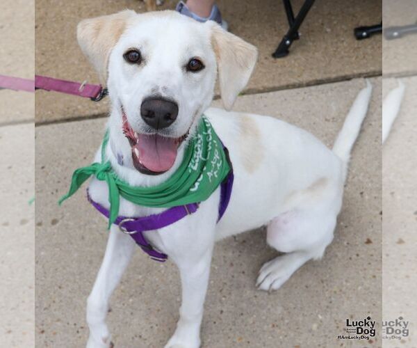 Medium Photo #3 Labrador Retriever-Unknown Mix Puppy For Sale in Washington, DC, USA