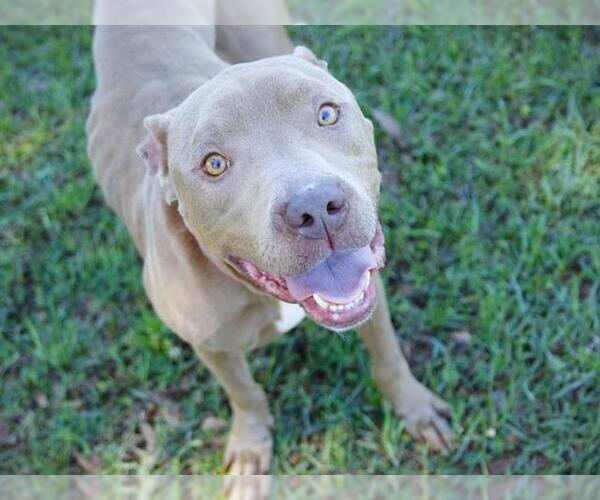 Medium Photo #1 American Staffordshire Terrier-Unknown Mix Puppy For Sale in Tallahassee, FL, USA