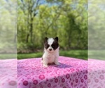 Small #2 Pomsky