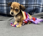 Small #1 Beagle-Chihuahua Mix