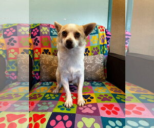 Chihuahua Dogs for adoption in Pacolet, SC, USA