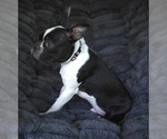 Small #1 Boston Terrier