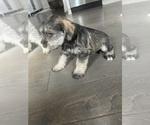 Small Photo #7 Schnauzer (Miniature) Puppy For Sale in KANNAPOLIS, NC, USA