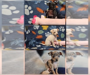 Chipin Puppy for sale in WEST HOLLYWOOD, CA, USA