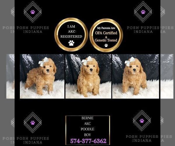 Medium Photo #2 Poodle (Toy) Puppy For Sale in WARSAW, IN, USA