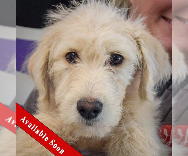 Medium Photo #1 Mutt Puppy For Sale in Huntley, IL, USA