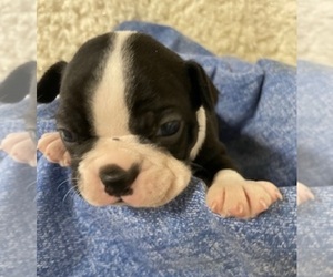 Boston Terrier Puppy for sale in CRKD RVR RNCH, OR, USA