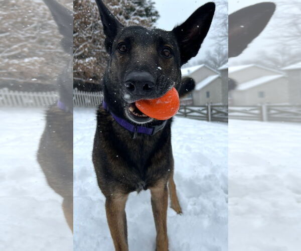 Medium Photo #2 Mutt Puppy For Sale in Stevens Point, WI, USA