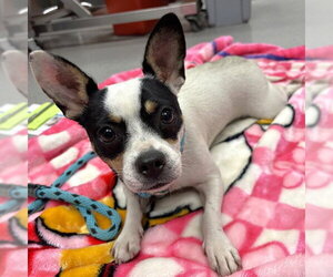 Chihuahua Dogs for adoption in Rancho Cucamonga, CA, USA