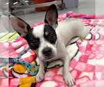 Small Chihuahua