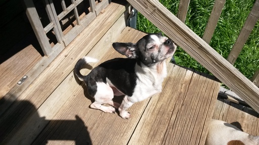 Medium Photo #1 Chihuahua Puppy For Sale in VENUS, TX, USA