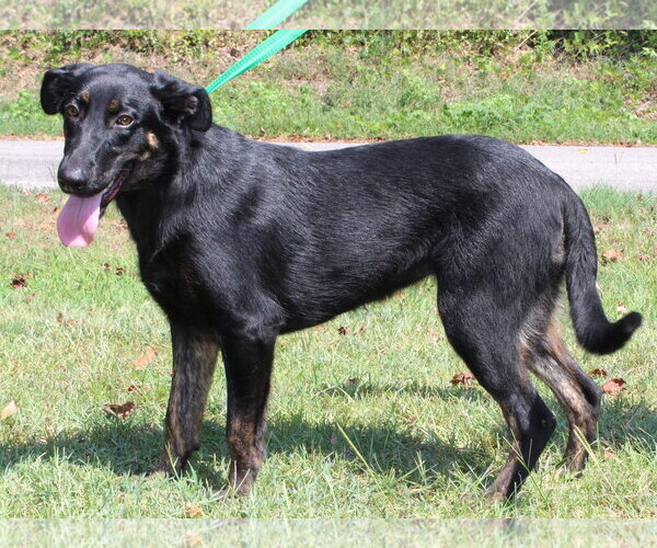 Medium Photo #2 Labrador Retriever-Unknown Mix Puppy For Sale in Prattville, AL, USA